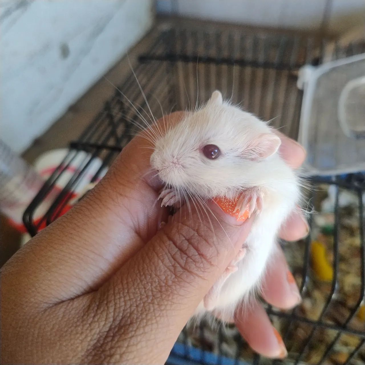 esquilo da Mongólia gerbil filhote por apenas 70 reais - Foto 2