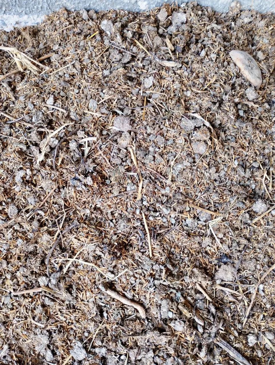 Esterco de galinha  - Foto 2