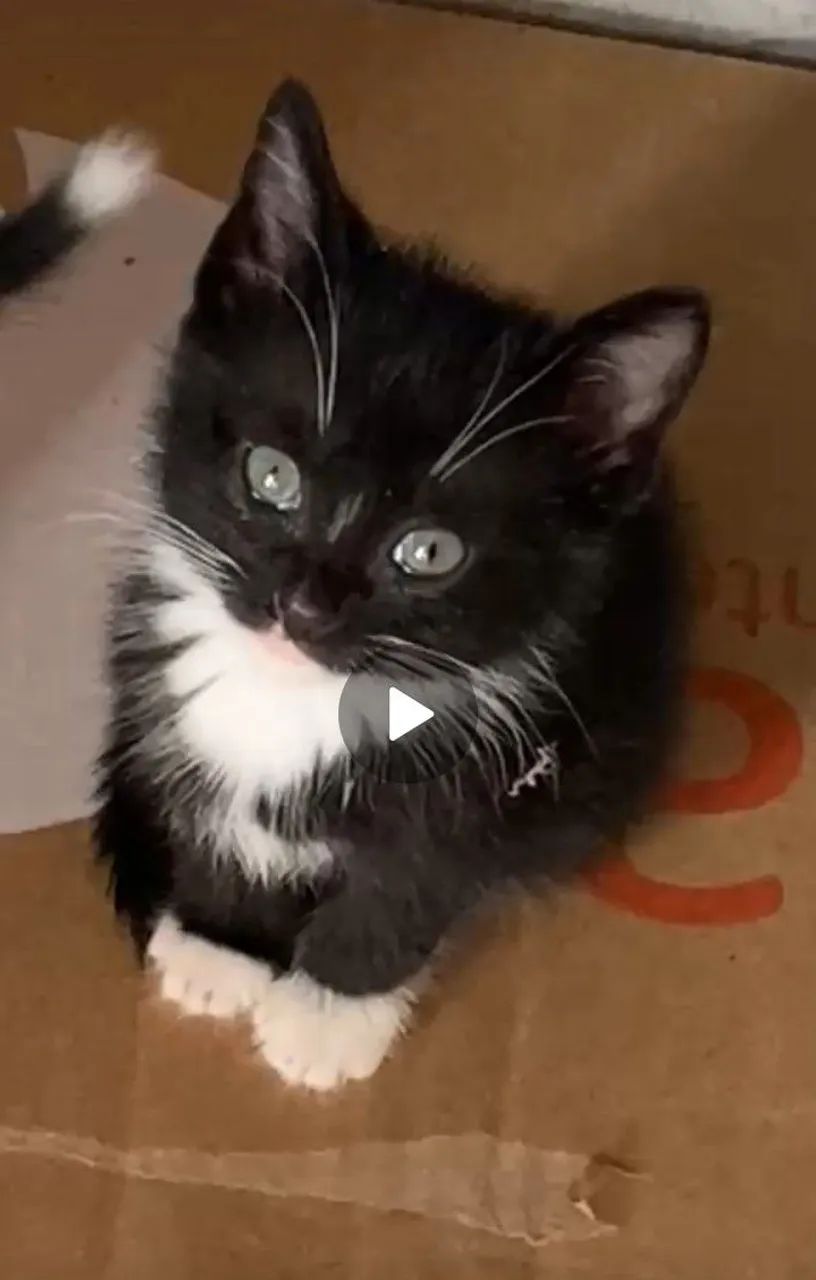 GATINHOS PARA ADOÇÃO RESPONSÁVEL