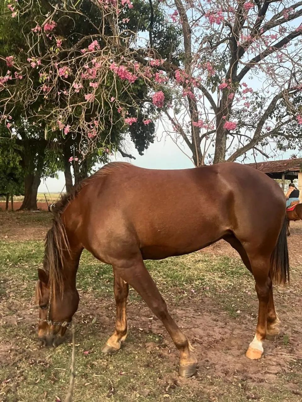 Égua QM  - Foto 4