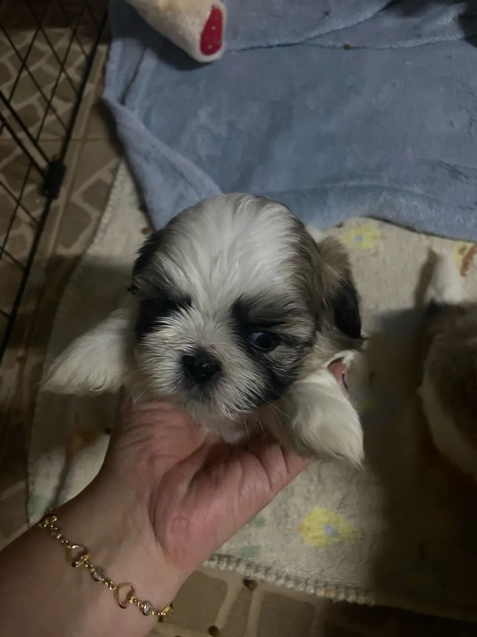 Filhote de shitzu  - Foto 2
