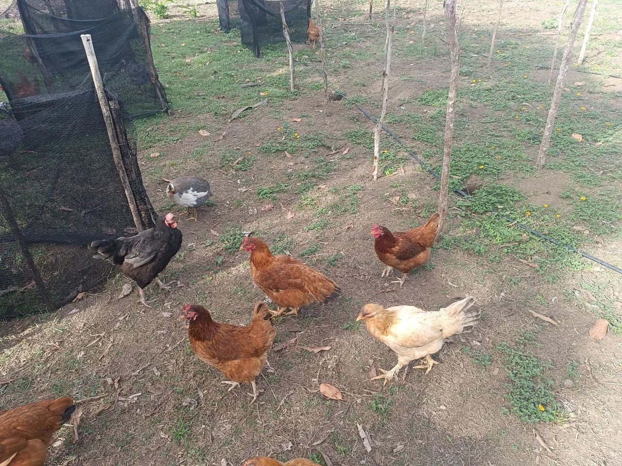 Galinha de capoeira  - Foto 2
