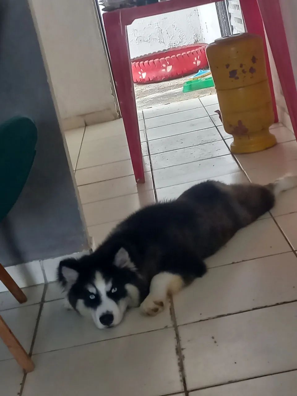 Vendo husky wooly