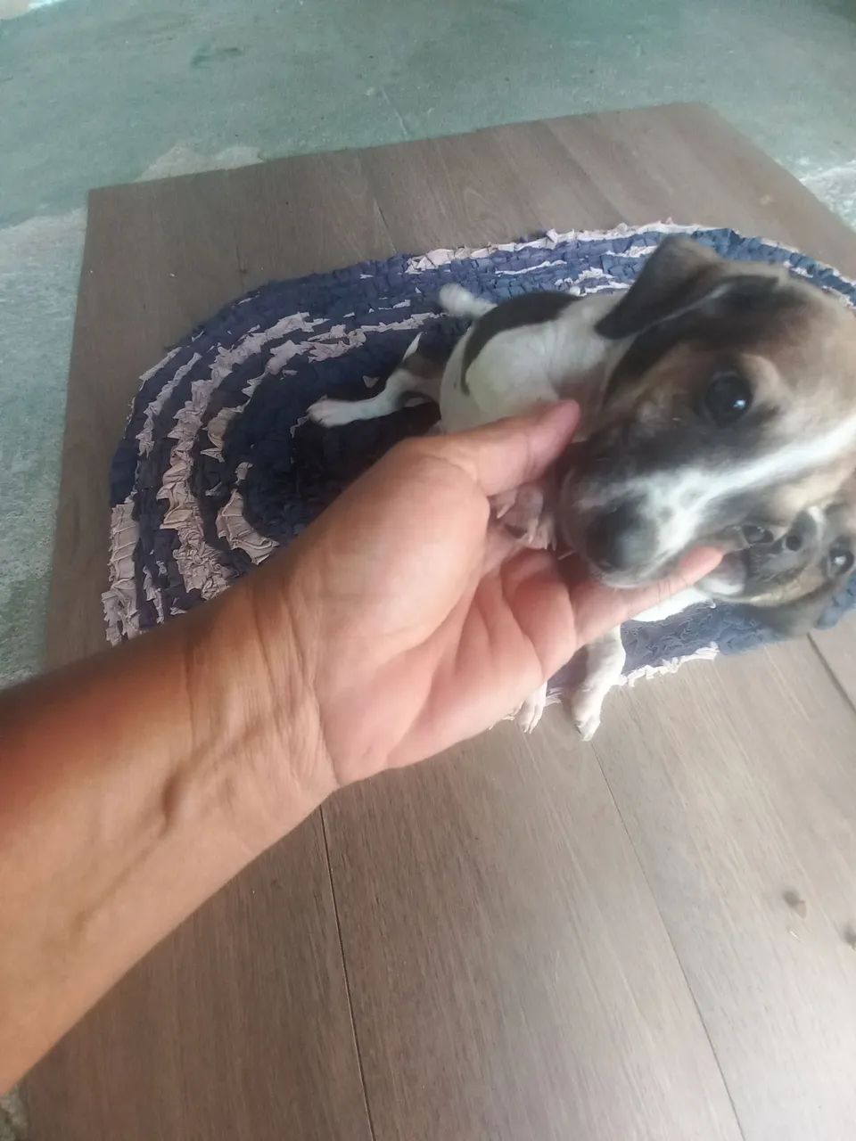 Doa-se filhotes de cão  - Foto 5