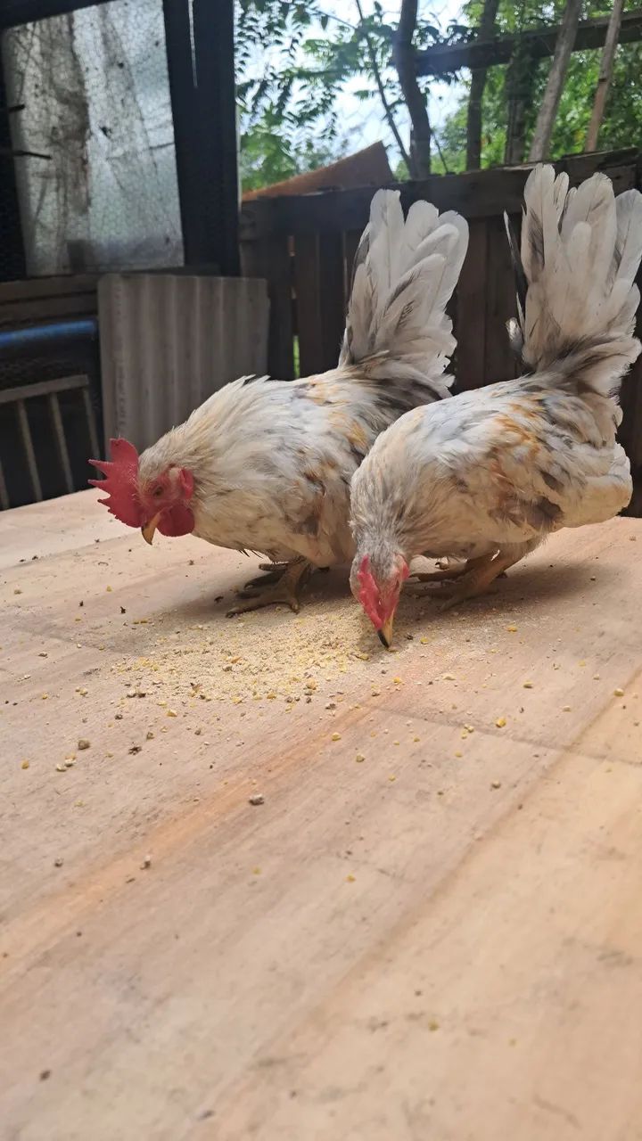 ? NAGAZAKIS DE ELITE - LINHAGEM PERNA CURTA ? - Foto 5