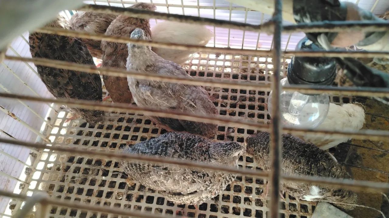 Vende_se codorna gigante e chinesa  - Foto 3