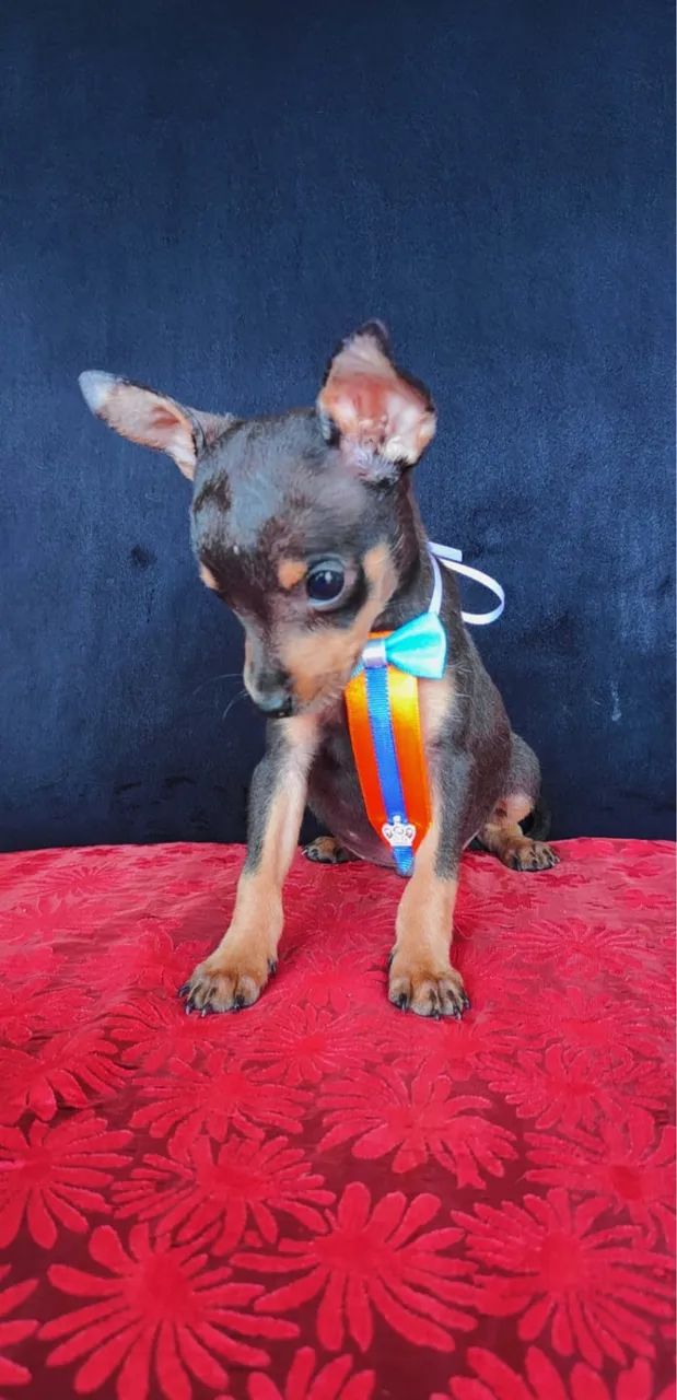 Pinscher com pedigree e 64 dias 
