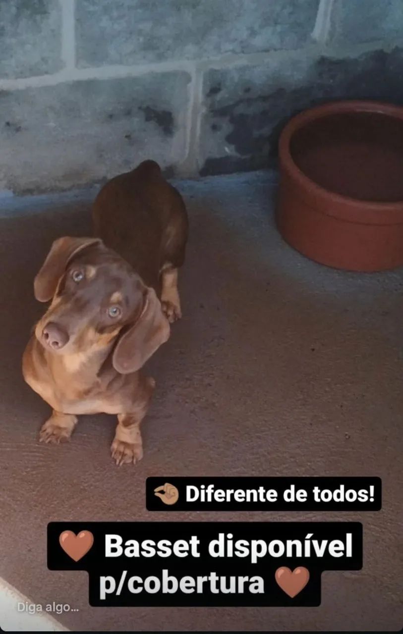 Basset macho 
