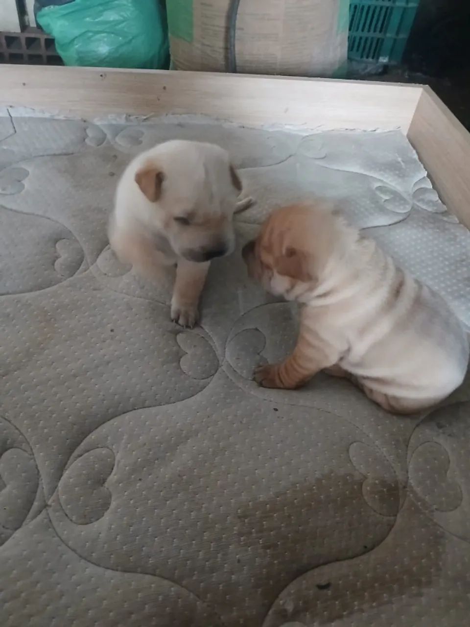 Filhotes Shar pei - Foto 3