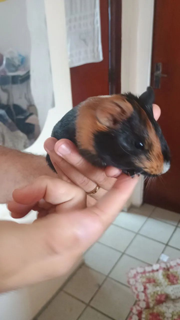 Porquinho da índia 3 meses  - Foto 2