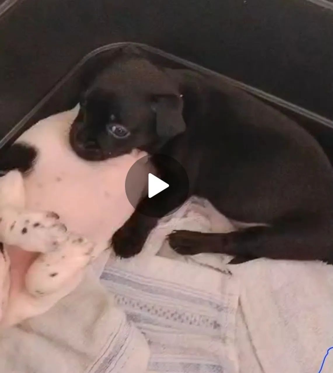 Pinscher