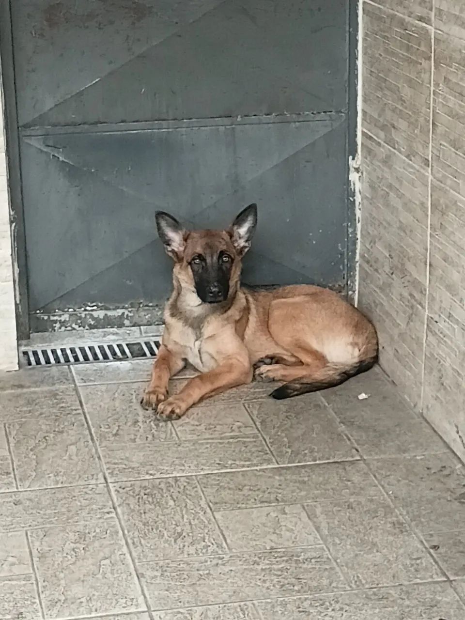 Cachorro  pastor alemão  - Foto 2