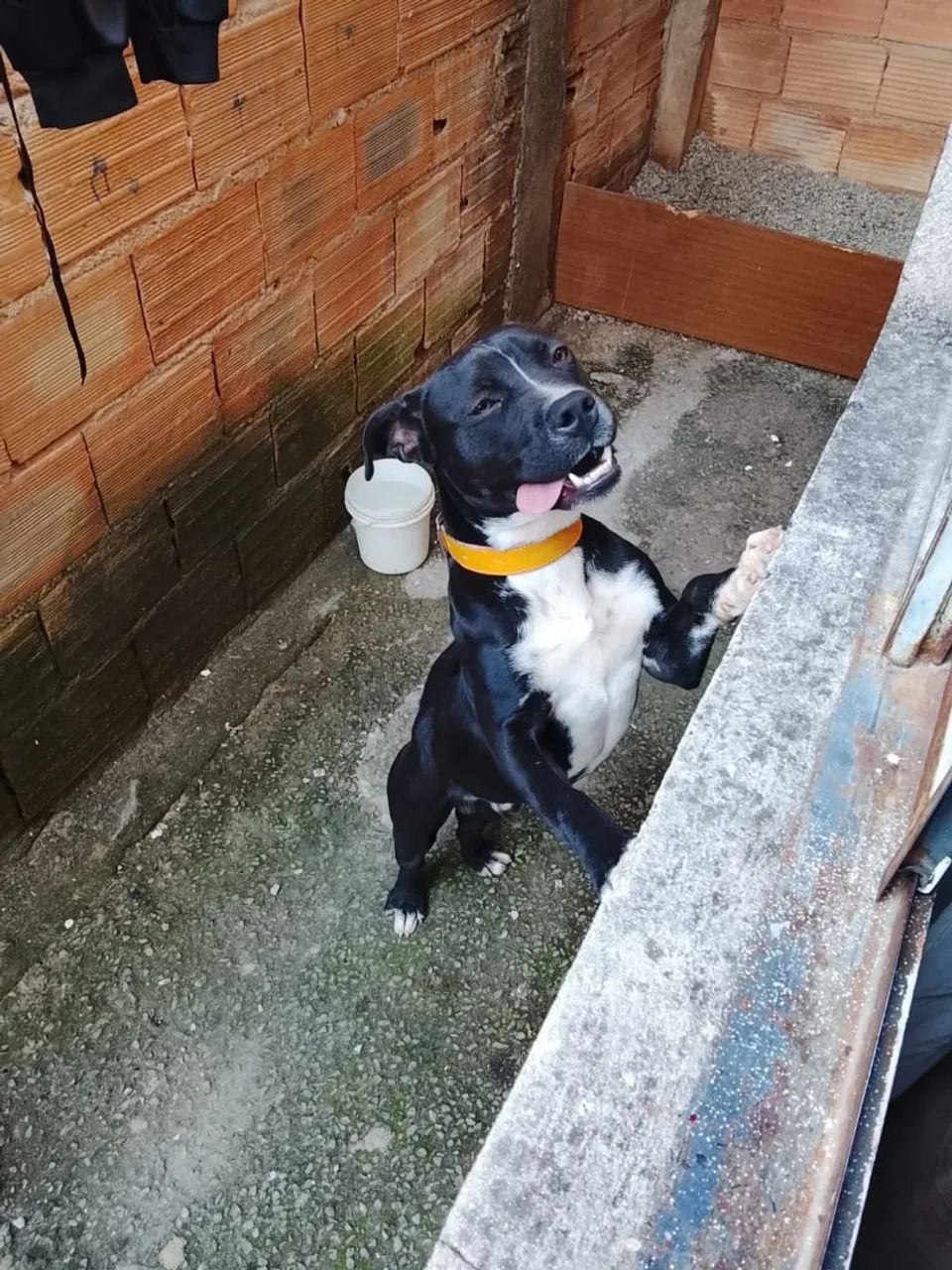 Doação cachorro  - Foto 2