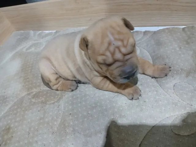 Filhotes Shar pei - Foto 4
