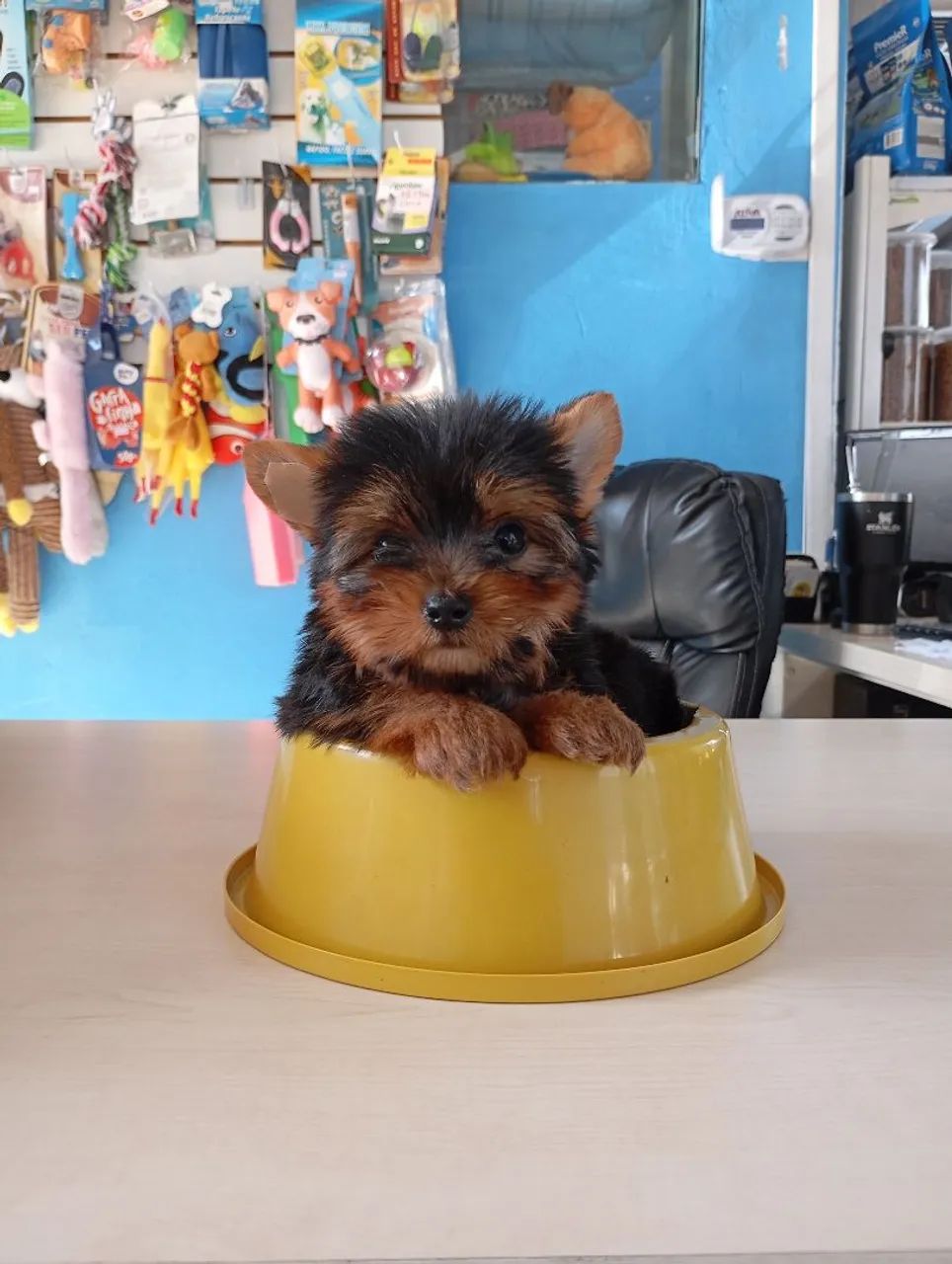 Filhote de Yorkterrier mini  - Foto 3