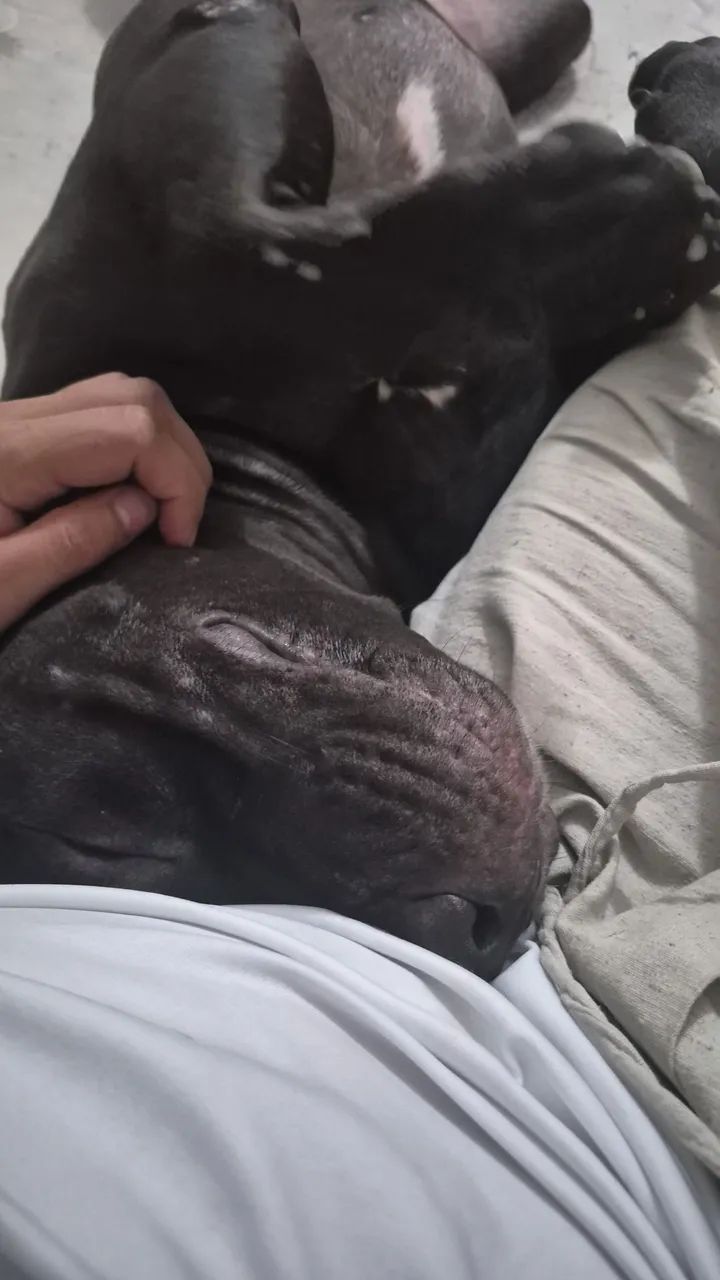 Cachorro Pitbull. - Foto 3