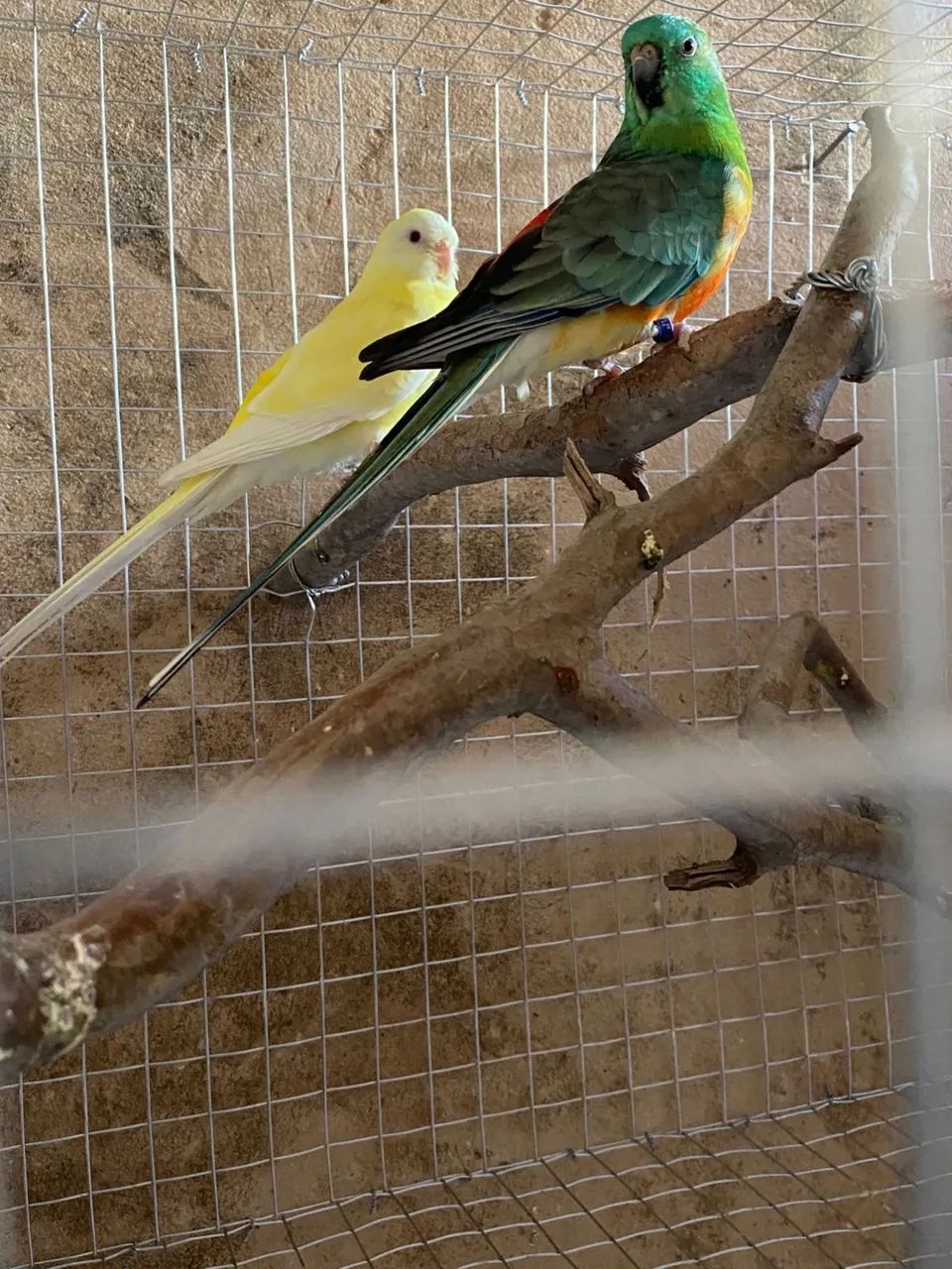 Gaiola 