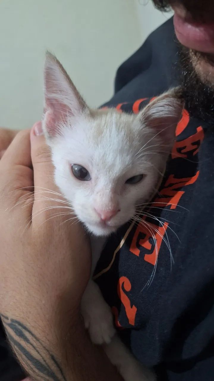 Doação de gatinho macho lindo - Foto 3