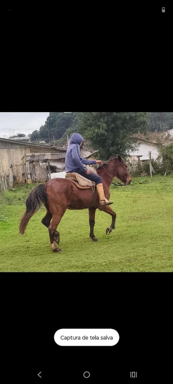 Cavalo grande bem domado e mto manso  - Foto 3