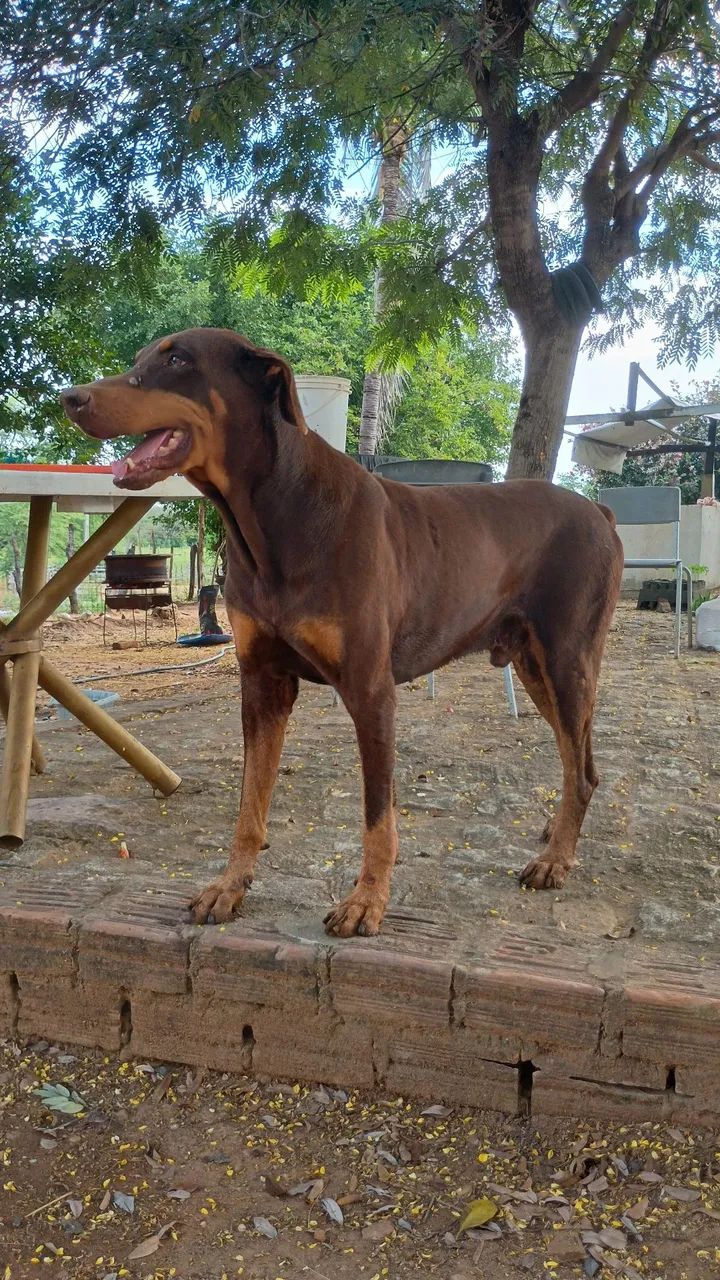Filhotes de dobermann 