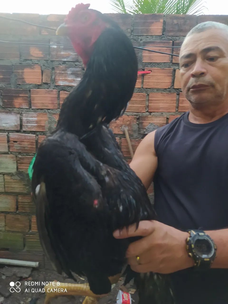 Frango de raça de moura - Foto 2