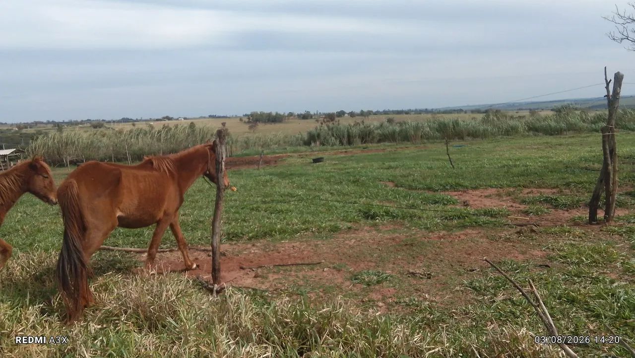 Égua  - Foto 3