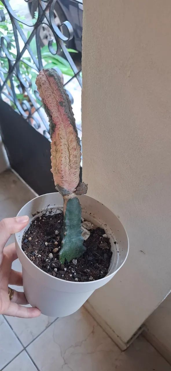 Euphorbia abdelkuri damask / Planta super rara