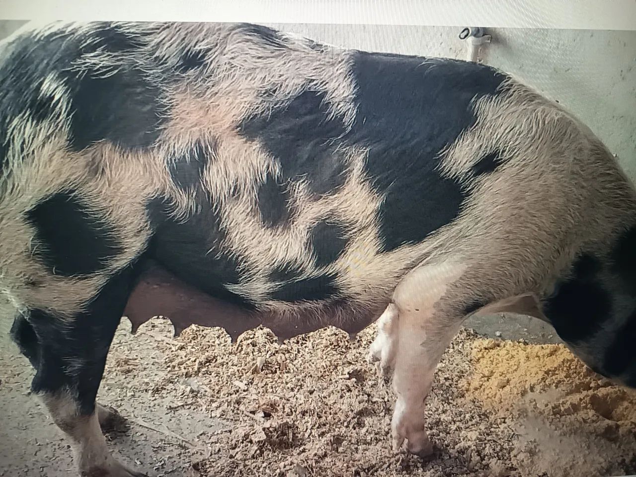 Leitões pietran belga - Foto 3
