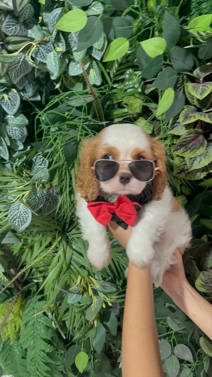 Cavalier king charles com pedigree Cbkc