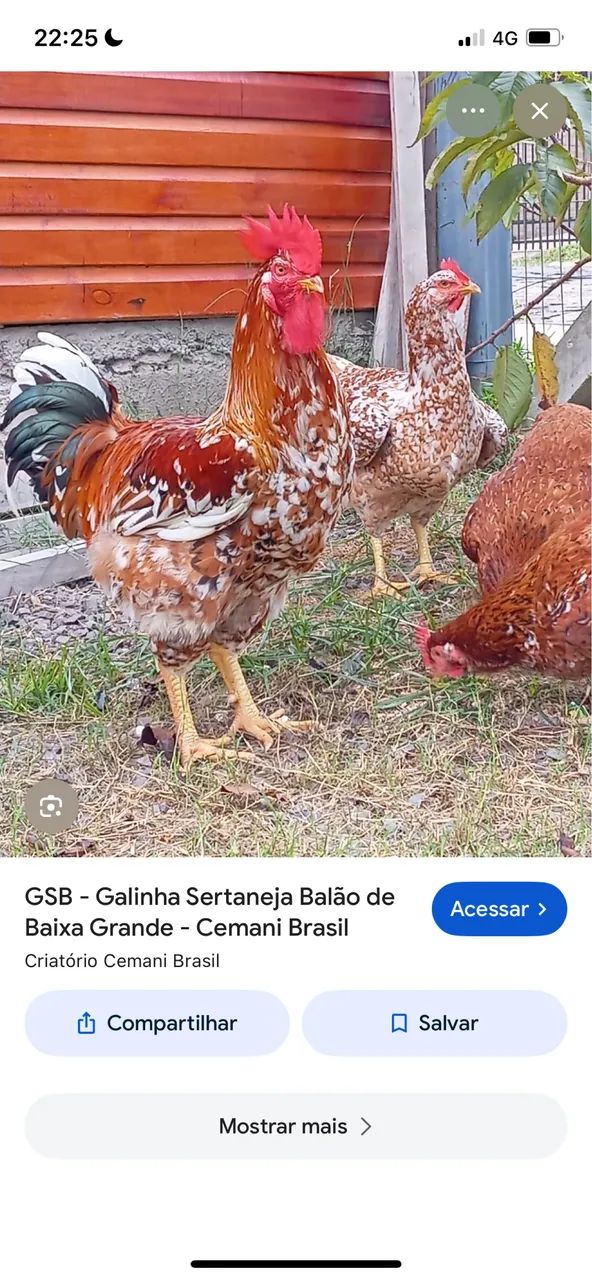 Galinha gsb