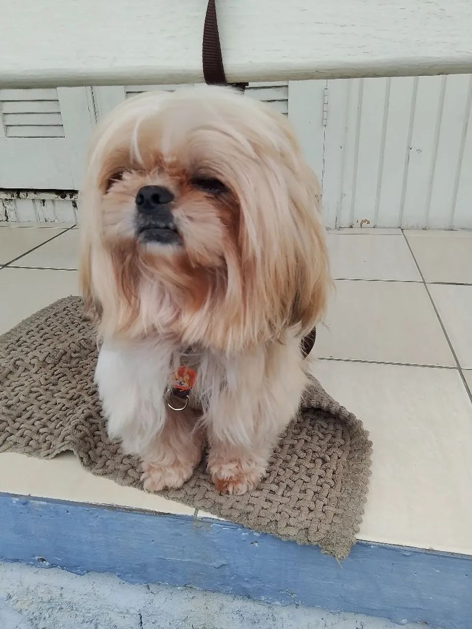 Vendo shitzu ele tem um ano de idade 