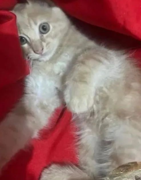 Gatinho dócil  - Foto 4