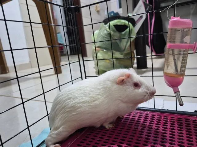 Animais  - Foto 4