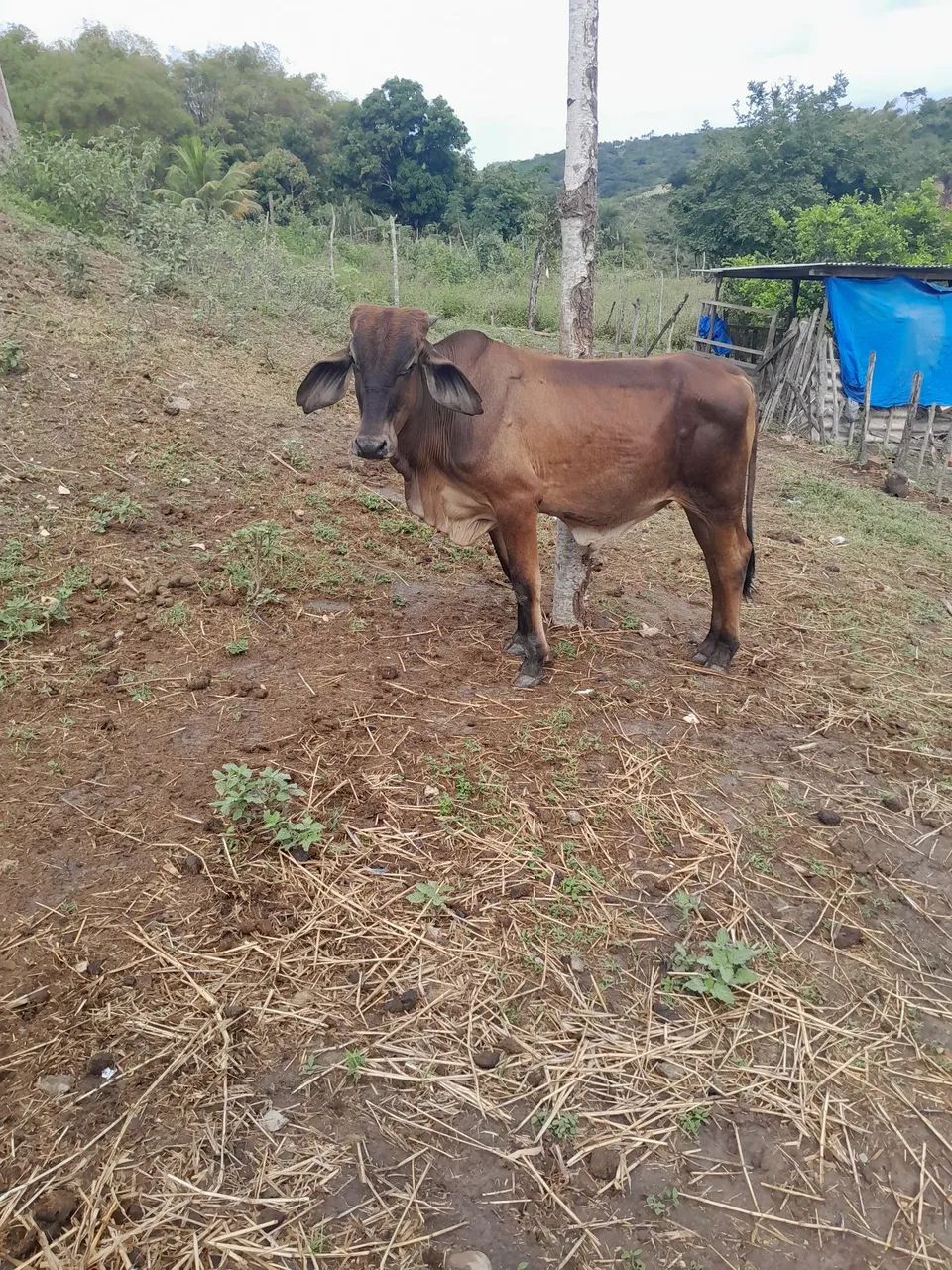 Bezerro