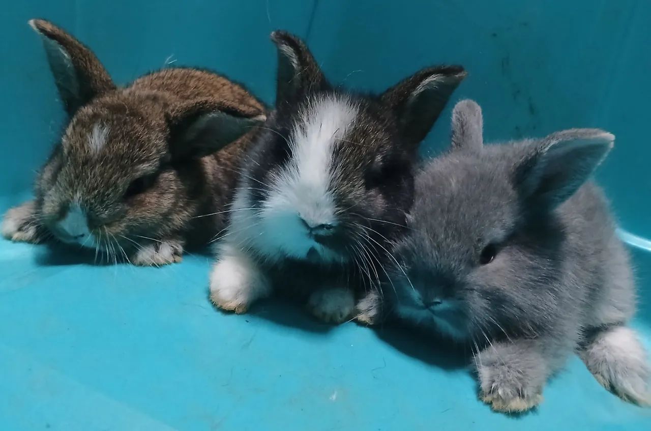 Selling rabbit pups