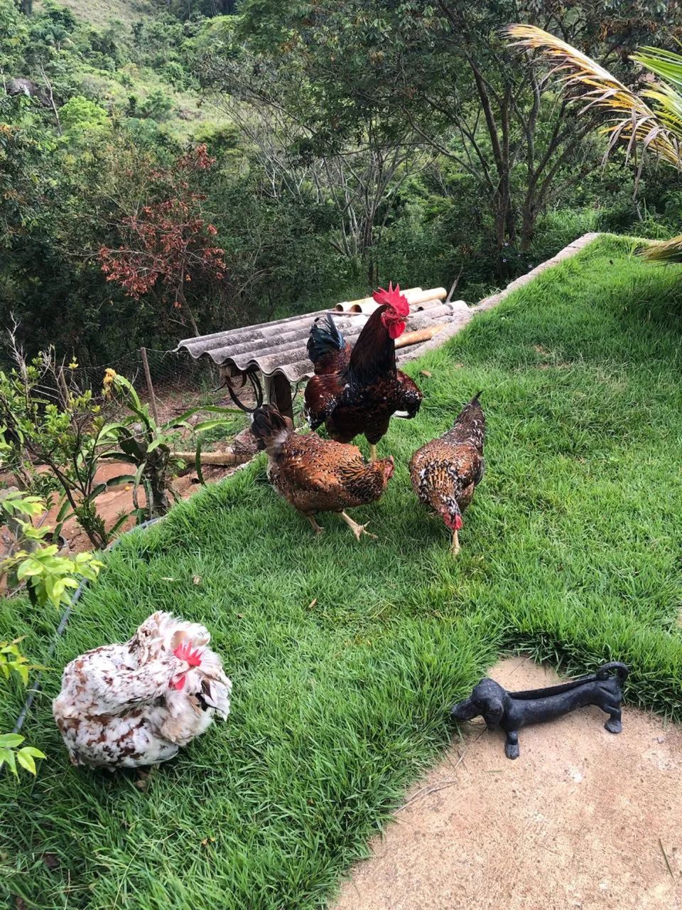 Quantro Fragas início de postura e um galo com nove meses - Foto 2