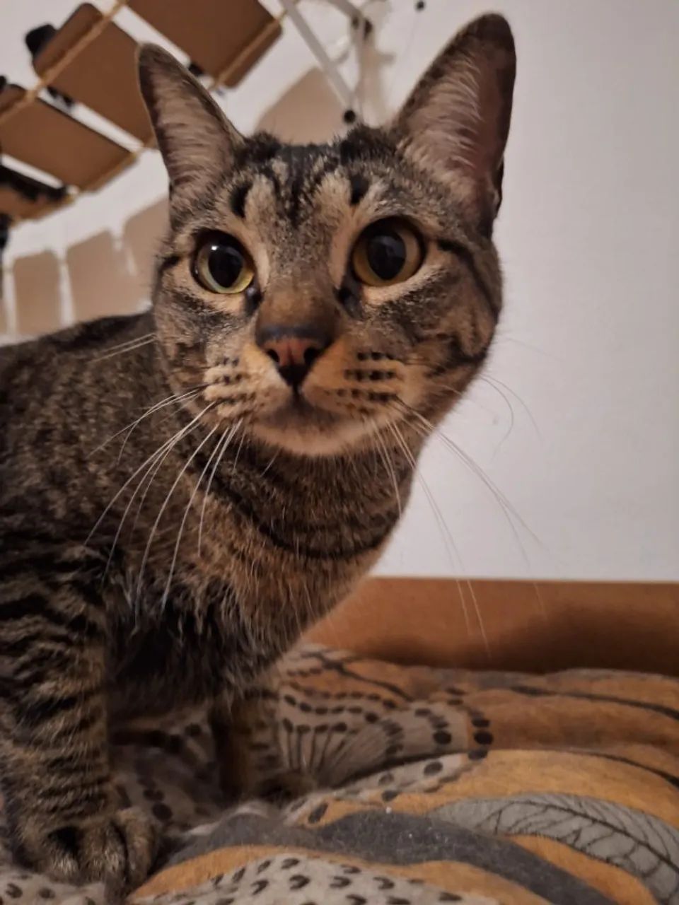 ADOÇÃO RESPONSÁVEL DE GATA 