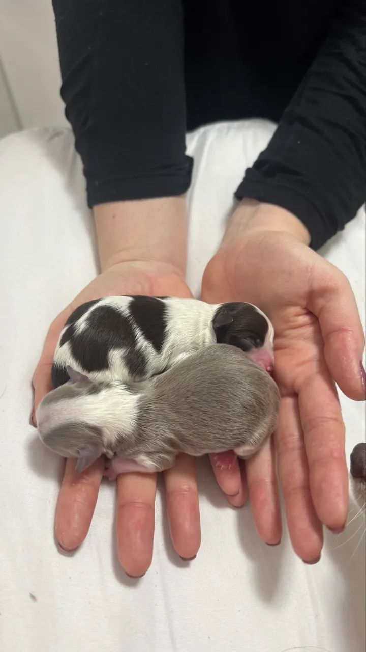 Chihuahua pelo longo 