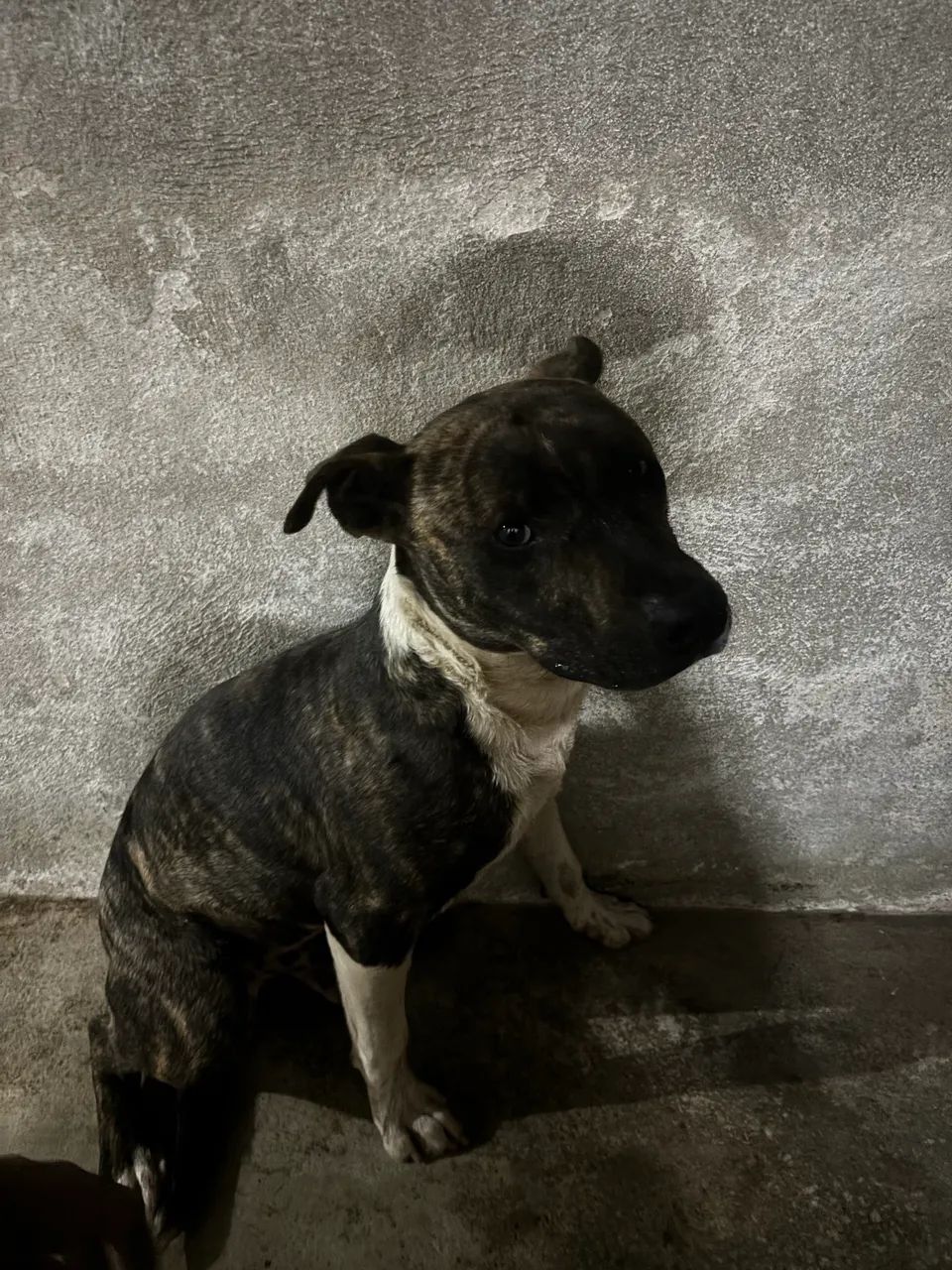 Pitbull com america bully - Foto 2