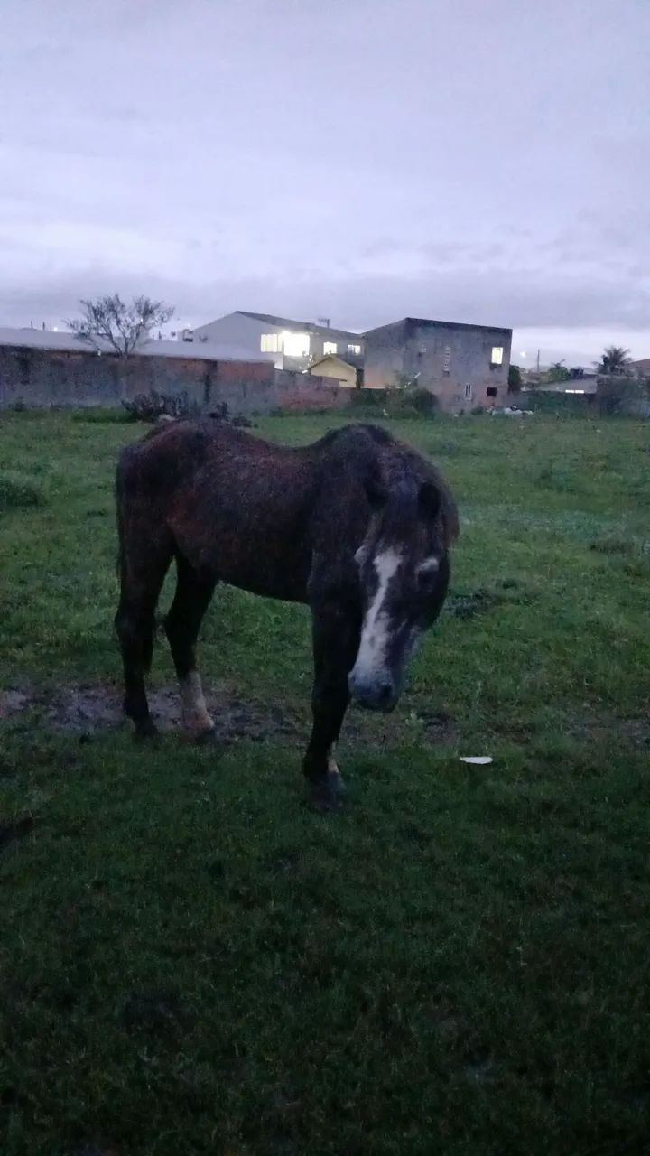 Cavalo  - Foto 4