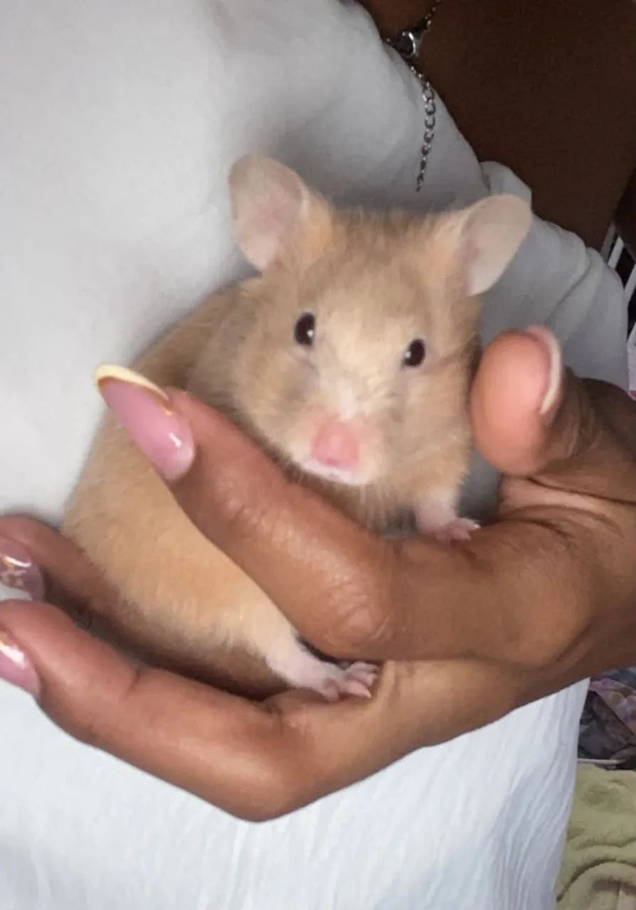Hamster  - Foto 4