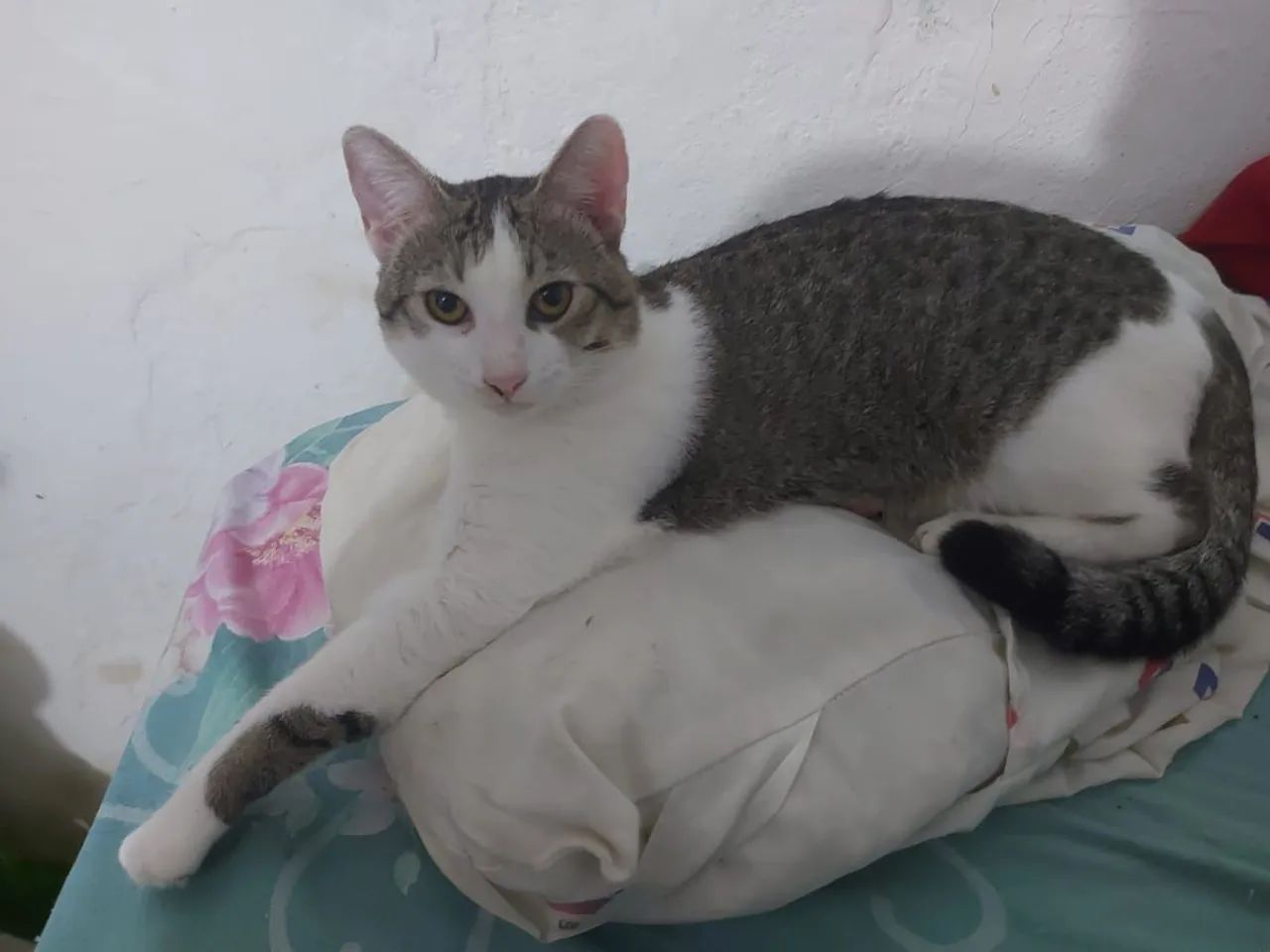 Gatos para doação  - Foto 4