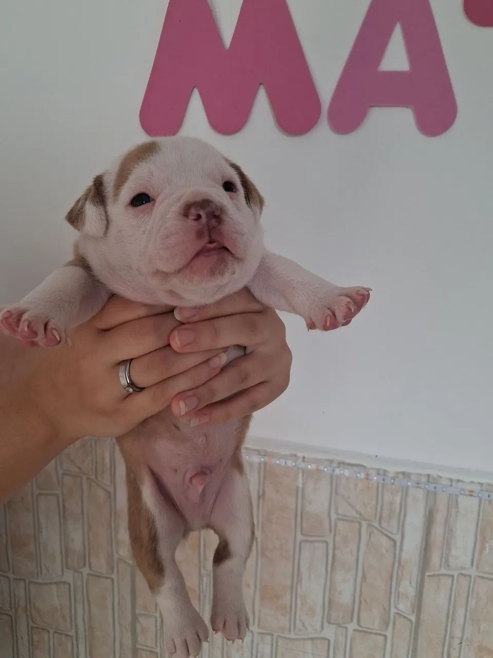 American Bully  - Foto 3