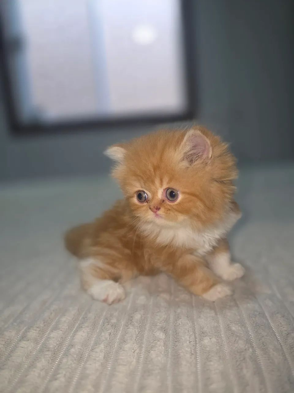 Gato persa  - Foto 5