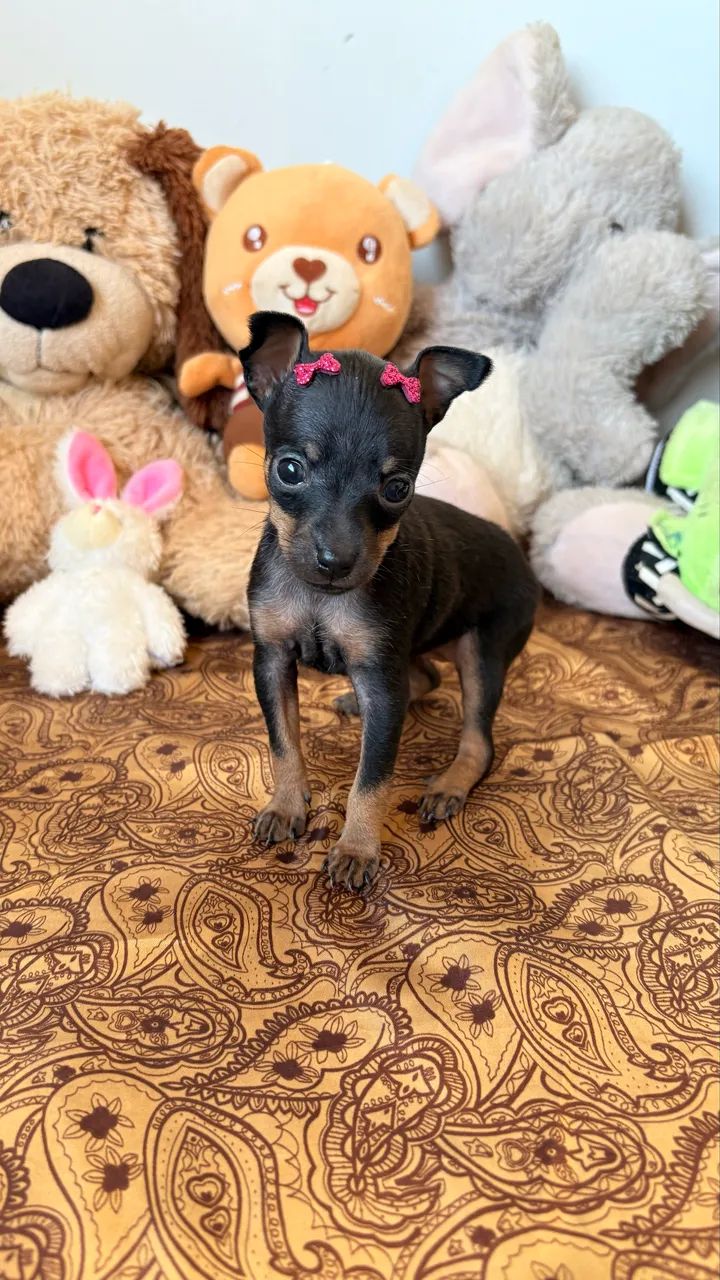 Pinscher 00 disponível  - Foto 3