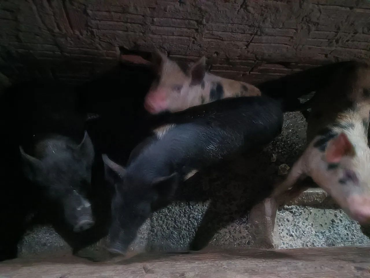 Vendo leitões  - Foto 3