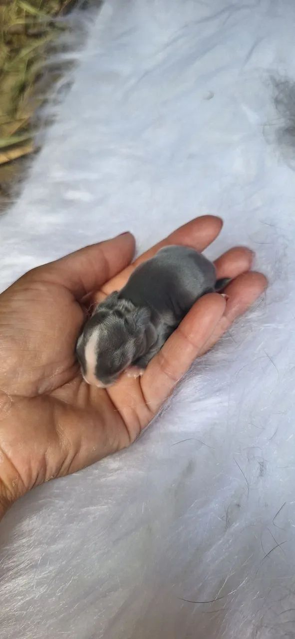 Mini coelho Netherland Dwarf  - Foto 2