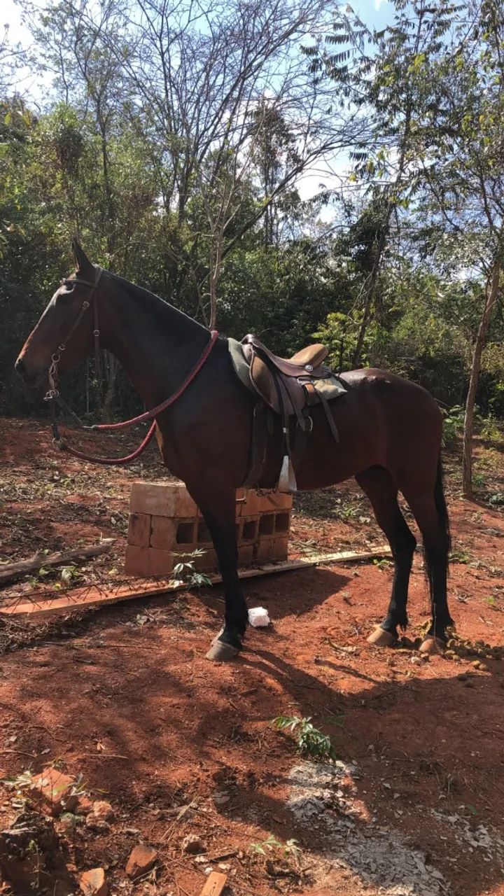 cavalo - Foto 3