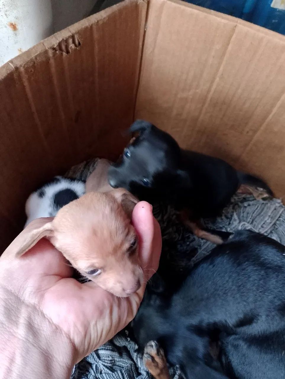 Verda de Pinscher 2 - Foto 2