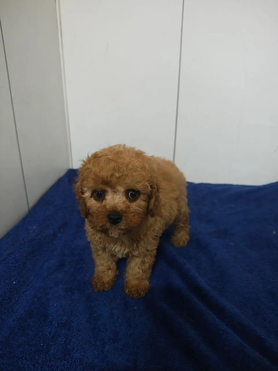 Lindo filhote de Cavapoo macho Fulvo - Foto 2